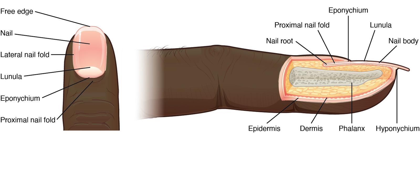 Continents shift at the same rate as a human fingernail grows