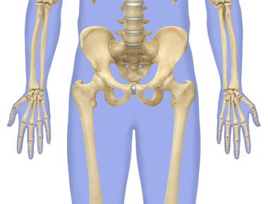 Adult human bones account for 14 per cent of the body s total weight