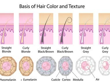 There are only two types of hair pigments dark eumelanin and light pheomelanin and those pigments combine in different ways to create all human hair colors