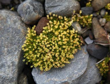 What continent has the fewest flowering plants antarctica