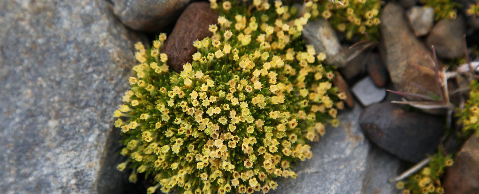 What continent has the fewest flowering plants antarctica