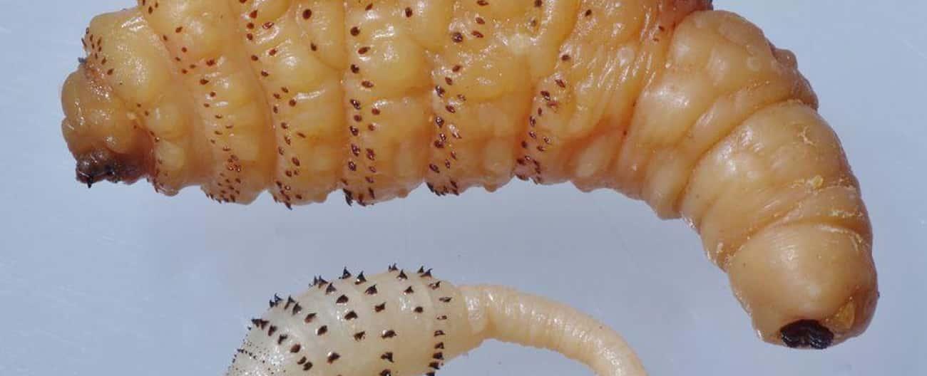 Botflies are a type of insect whose larvae burrow under your skin