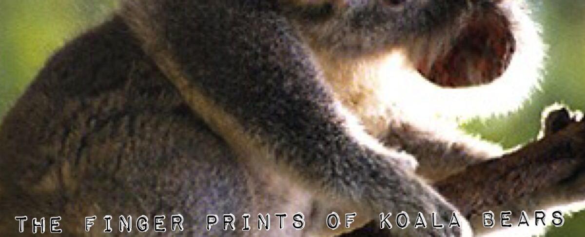 The fingerprints of koala bears are virtually indistinguishable from those of humans so much so that they can be easily confused at a crime scene