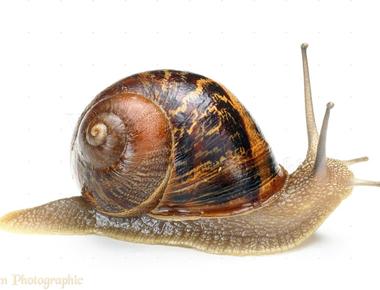 A snail has about 25 600 teeth