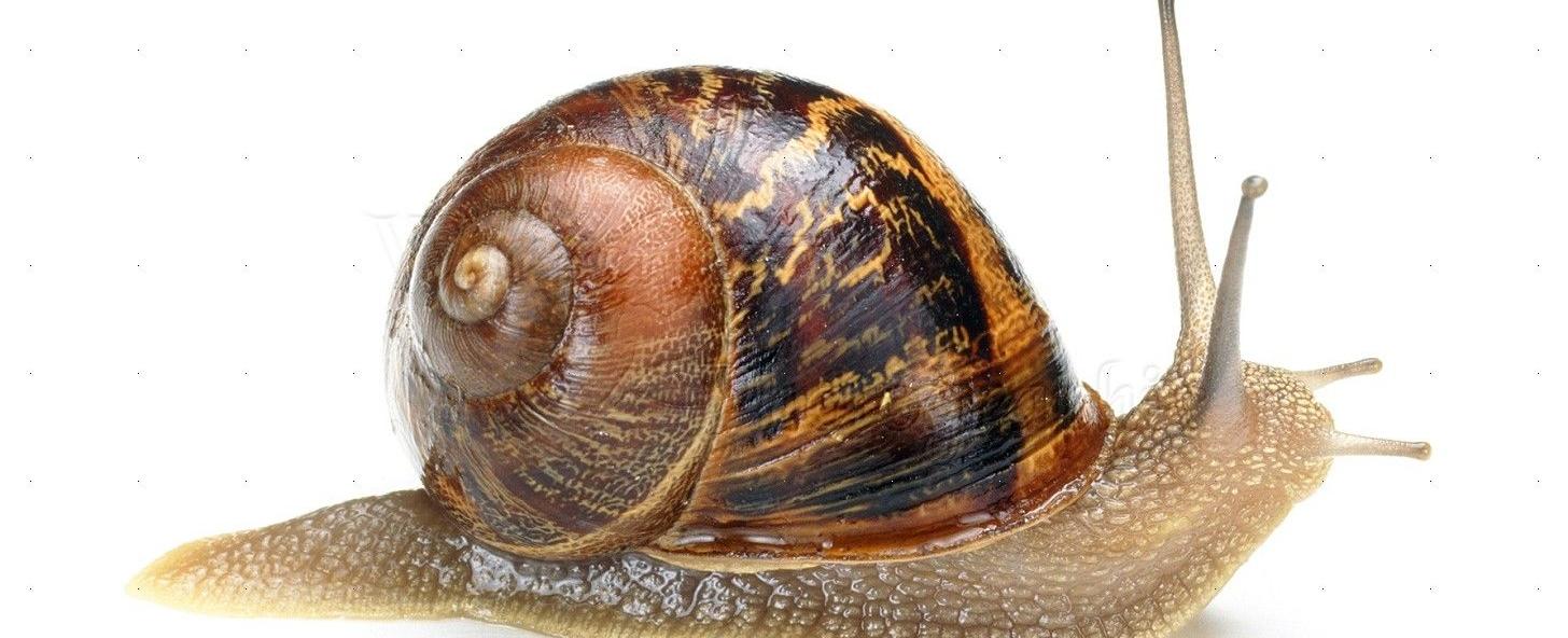 A snail has about 25 600 teeth