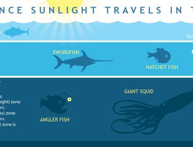 Light from the sun can reach a depth of 80 meters in the ocean