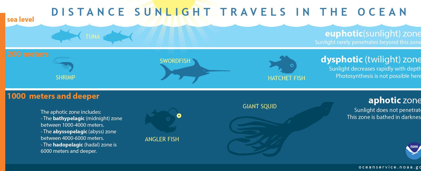 Light from the sun can reach a depth of 80 meters in the ocean