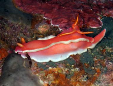 Sea slugs have intercourse by stabbing the appendage of another sea slug with their spine thus proving humans have the most enjoyable sex