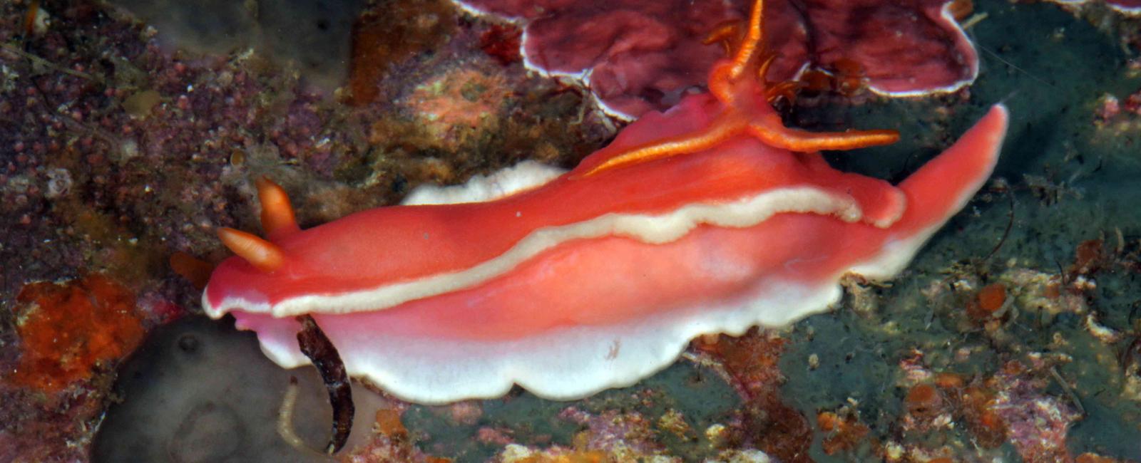 Sea slugs have intercourse by stabbing the appendage of another sea slug with their spine thus proving humans have the most enjoyable sex