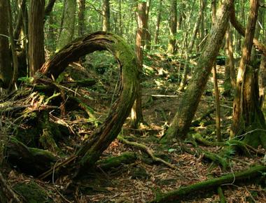 Japan s 35 square kilometer aokigahara forest is popular among tourists with its beautiful trees and caverns it s also said to be cursed and is a popular site for suicides with 57 occurring in 2010 alone