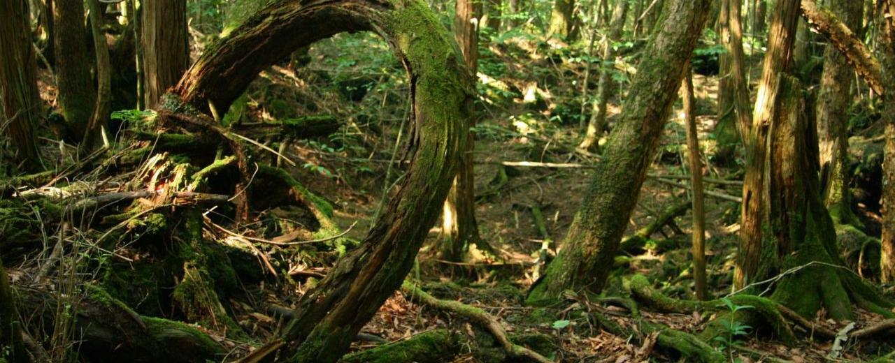 Japan s 35 square kilometer aokigahara forest is popular among tourists with its beautiful trees and caverns it s also said to be cursed and is a popular site for suicides with 57 occurring in 2010 alone