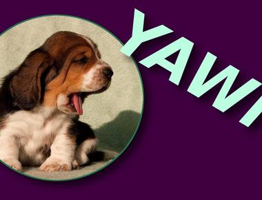 Yawning is contagious even between different species which is why is you see a dog yawn you might as well