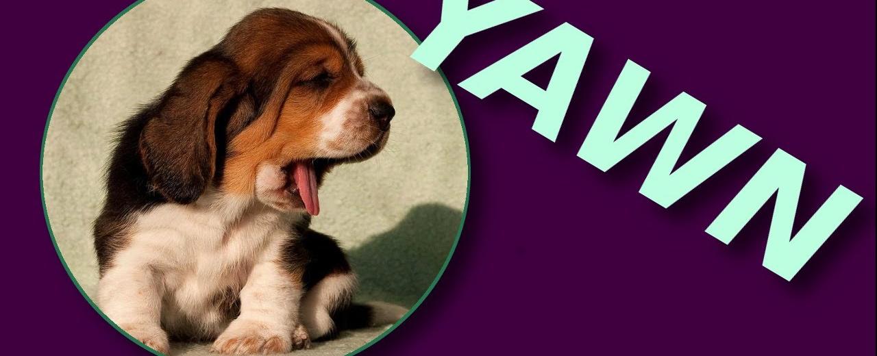 Yawning is contagious even between different species which is why is you see a dog yawn you might as well