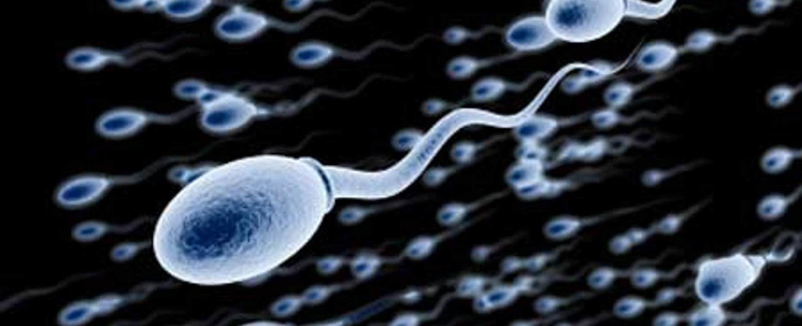 Frequent sex may improve a man s sperm quality reduce dna damage to sperm and increase fertility