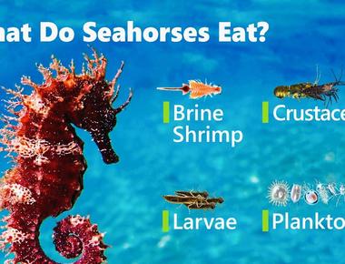 Seahorses don t have stomachs just intestines for the absorption of nutrients from food food passes through their digestive system rapidly so they eat plankton and small crustaceans almost constantly