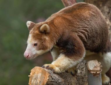 The kangaroo s ancestors lived in trees today there are eight different kinds of tree kangaroos