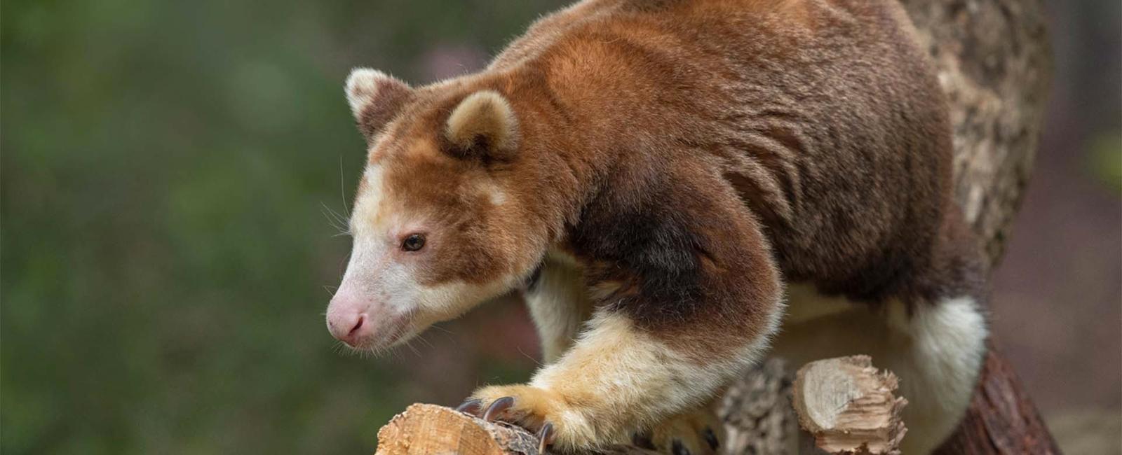 The kangaroo s ancestors lived in trees today there are eight different kinds of tree kangaroos