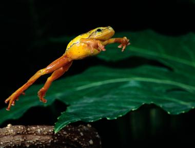 Most frogs can jump up to 20 times their height