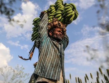 India is the world s largest producer of bananas producing nearly 22 million tons in 2007