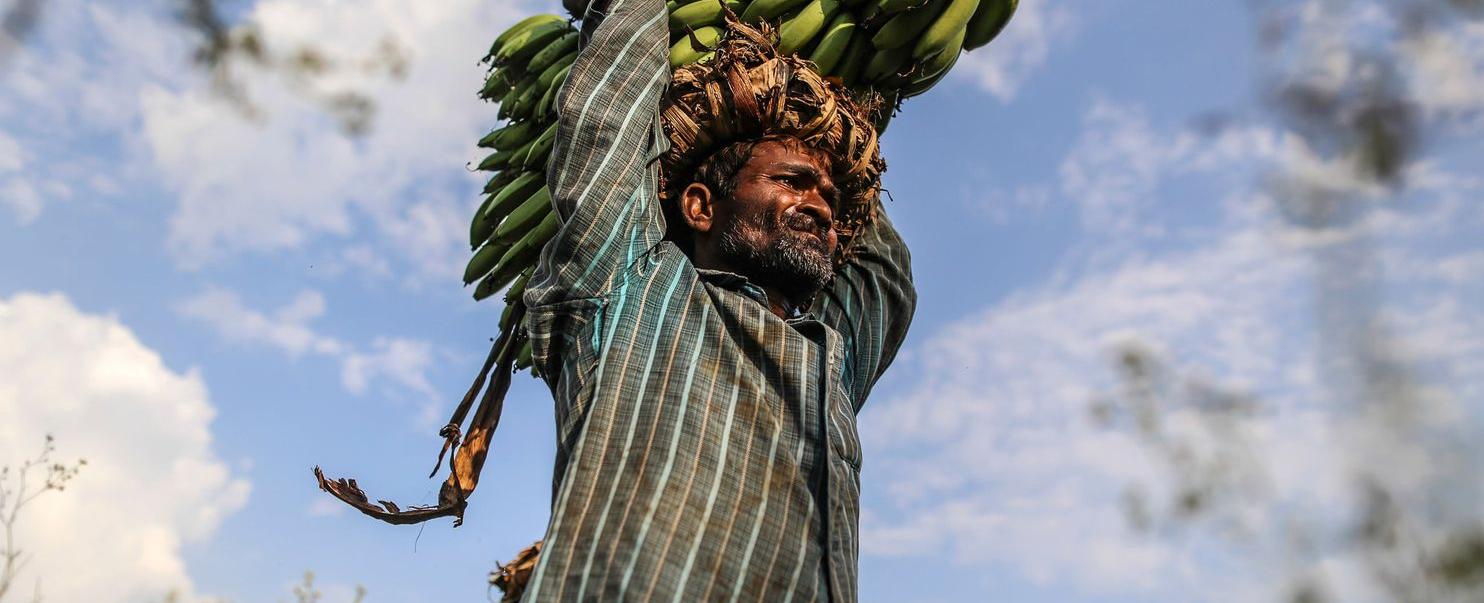 India is the world s largest producer of bananas producing nearly 22 million tons in 2007