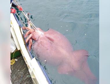 The giant squid has the largest eyes in the world