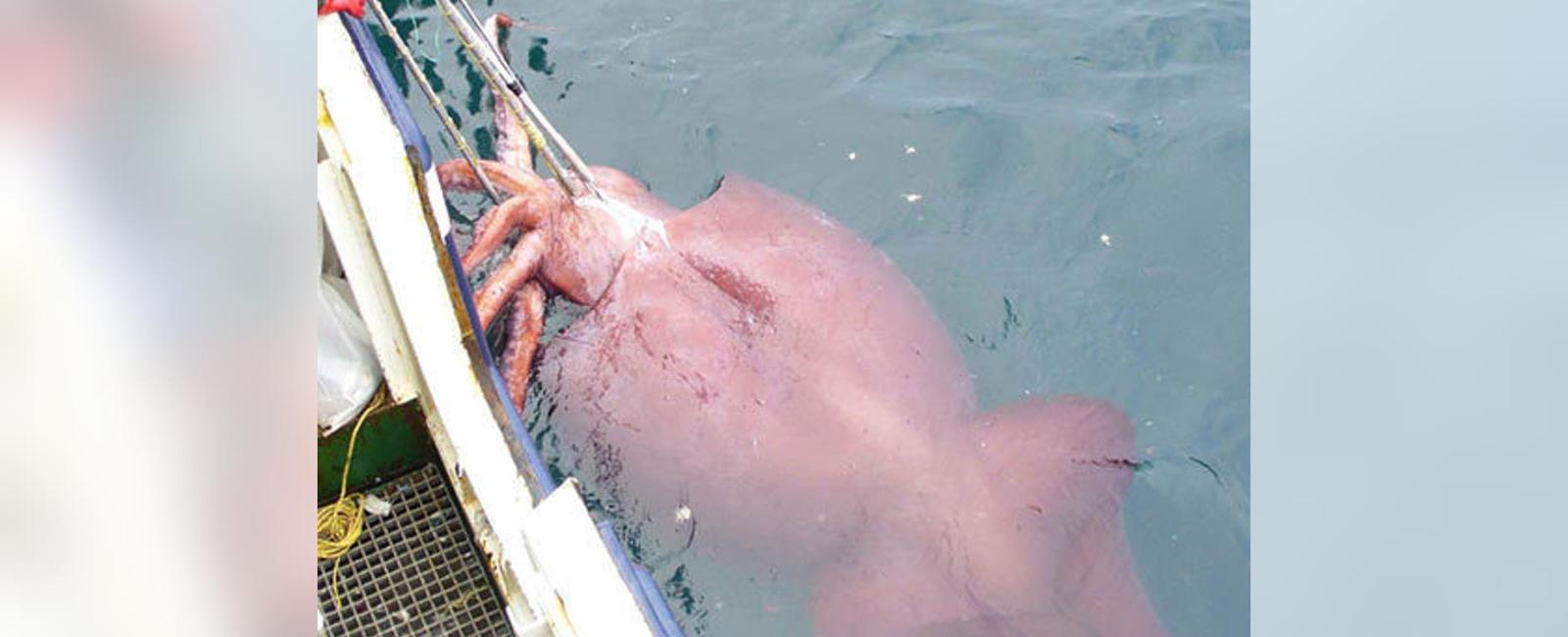 The giant squid has the largest eyes in the world