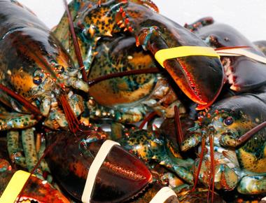 Lobsters have bladders on either side of their head and urinate to communicate when they re happy sad angry or interested in a relationship