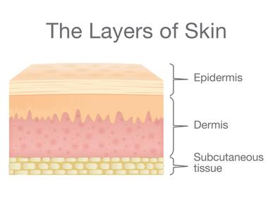 Human skin is made up of three layers the subcutaneous tissue the dermis and the epidermis