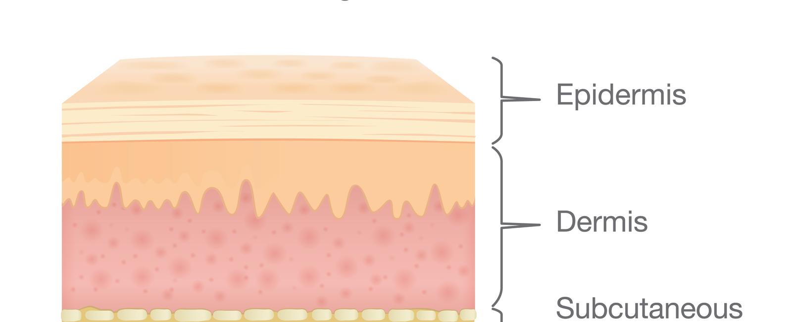 Human skin is made up of three layers the subcutaneous tissue the dermis and the epidermis