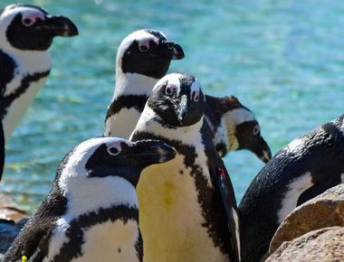 Penguins lack visible ear flaps like other birds but they do have ears in fact they have good enough hearing that they can communicate with other penguins with diverse vocalization ranges