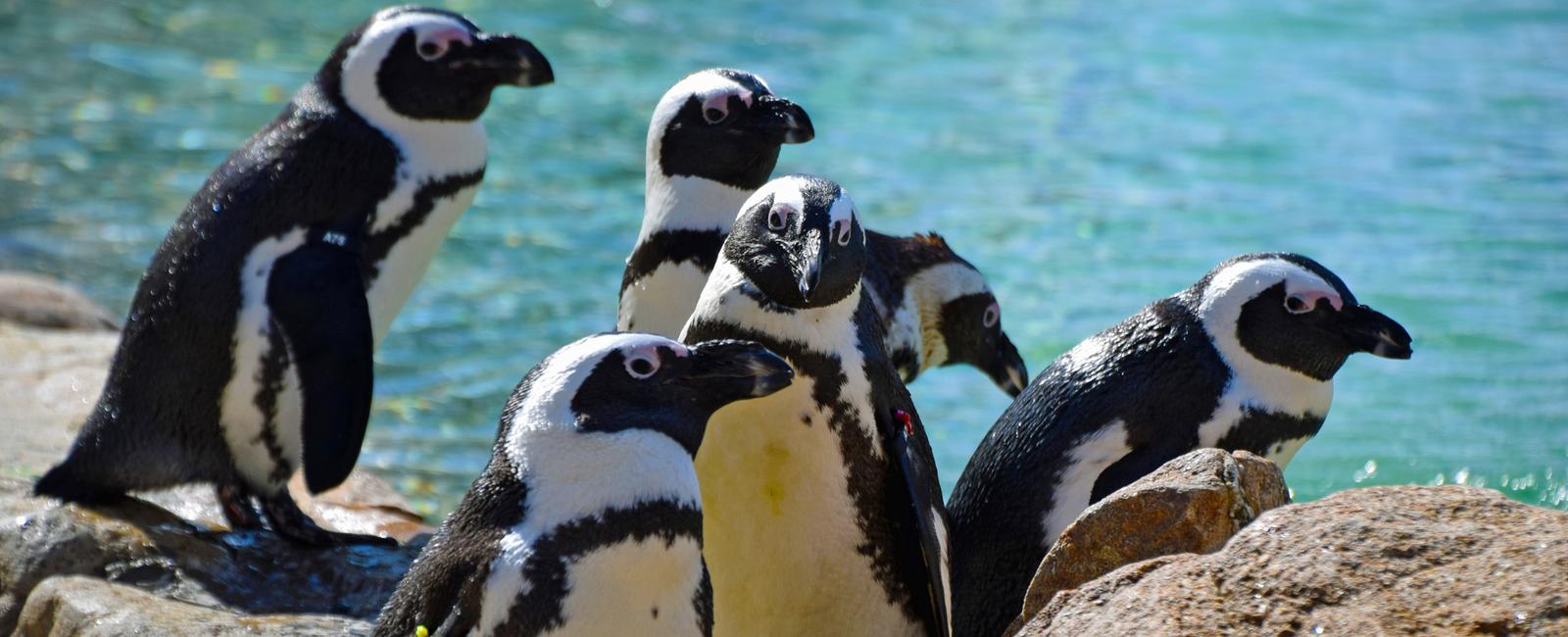 Penguins lack visible ear flaps like other birds but they do have ears in fact they have good enough hearing that they can communicate with other penguins with diverse vocalization ranges