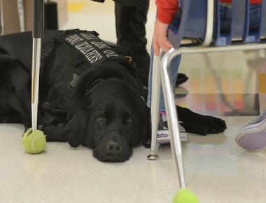 Some dogs can predict when a child will have an epileptic seizure and even protect the child from injury by learning to respond after observing at least one attack