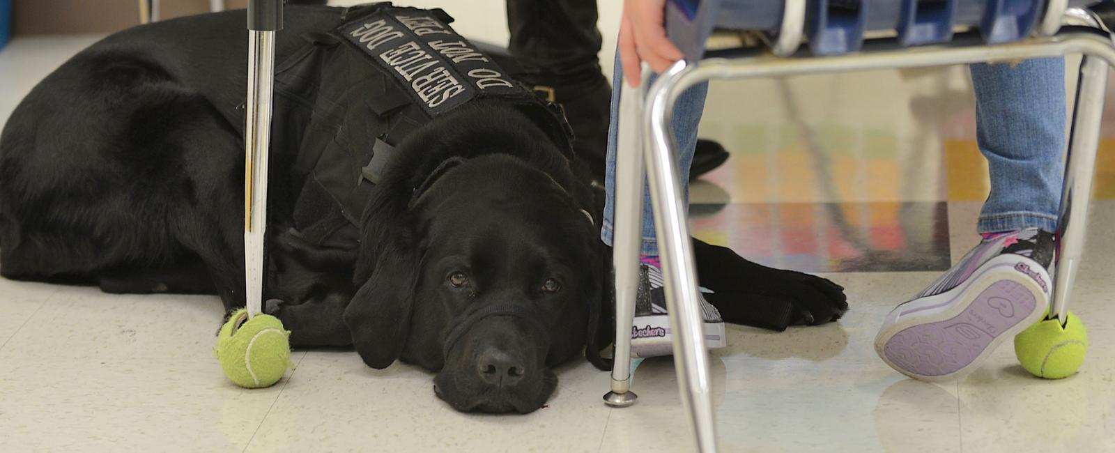 Some dogs can predict when a child will have an epileptic seizure and even protect the child from injury by learning to respond after observing at least one attack