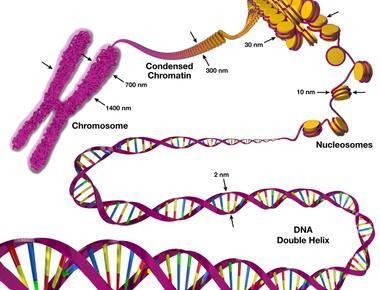 Genes are shorter strands of dna not all dna is genes in fact your genes are only 1 3 of your dna scientists now know that the other 97 99 control your genes