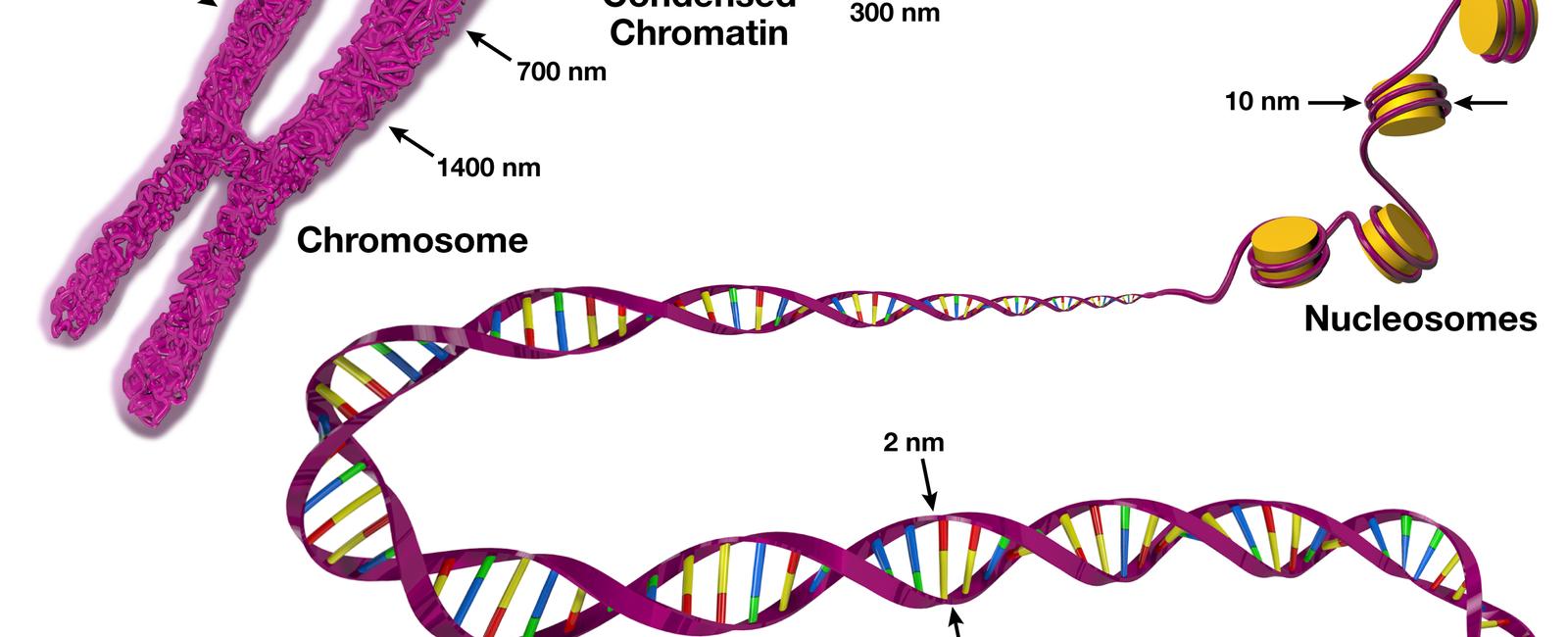 Genes are shorter strands of dna not all dna is genes in fact your genes are only 1 3 of your dna scientists now know that the other 97 99 control your genes