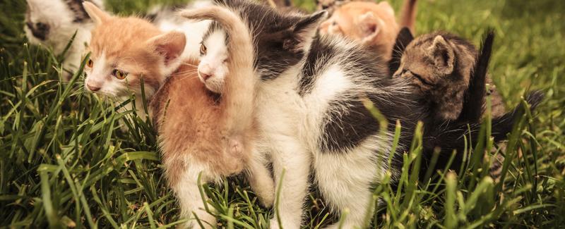 A group of cats is called a clowder | The Fact Base