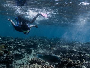 Since 1995 the great barrier reef has lost over half its coral because of climate change scientists have found that every type of coral on the reef system has suffered due to warmer seas