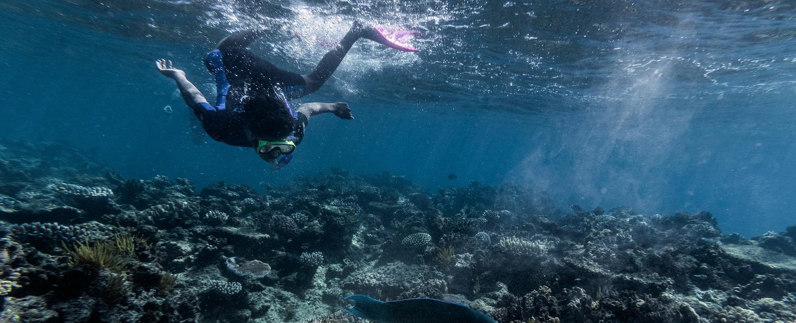 Since 1995 the great barrier reef has lost over half its coral because of climate change scientists have found that every type of coral on the reef system has suffered due to warmer seas