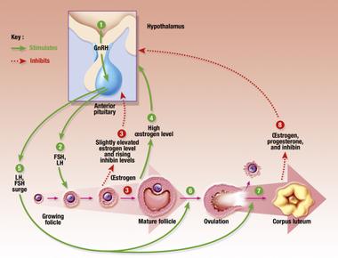 There are three phases to falling in love and different hormones are involved at each stage