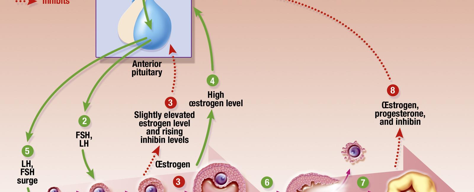 Conception occurs most in the month of december