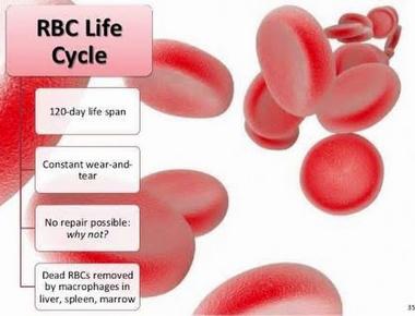 The average lifespan of a single red blood cell is 120 days