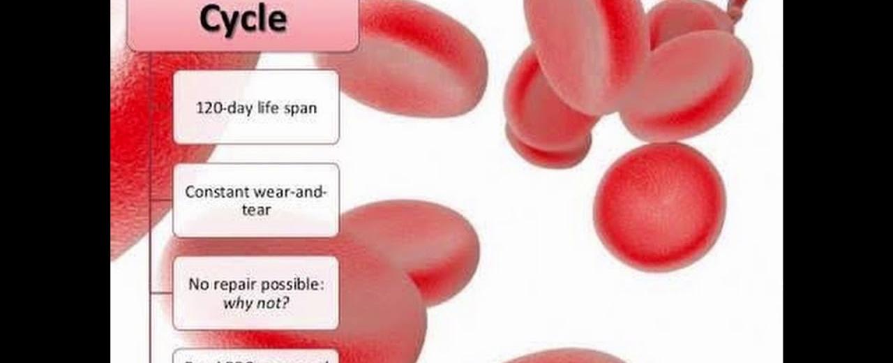 The average lifespan of a single red blood cell is 120 days