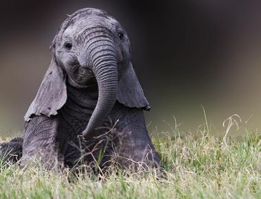 Baby elephants suck on their trunks as human babies suck on their thumbs