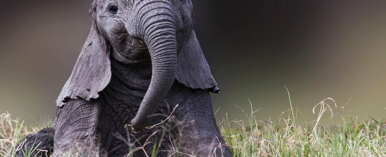 Baby elephants suck on their trunks as human babies suck on their thumbs