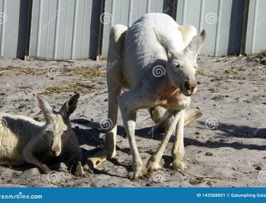 Male kangaroos smell the urine of females to see if she is ready to mate