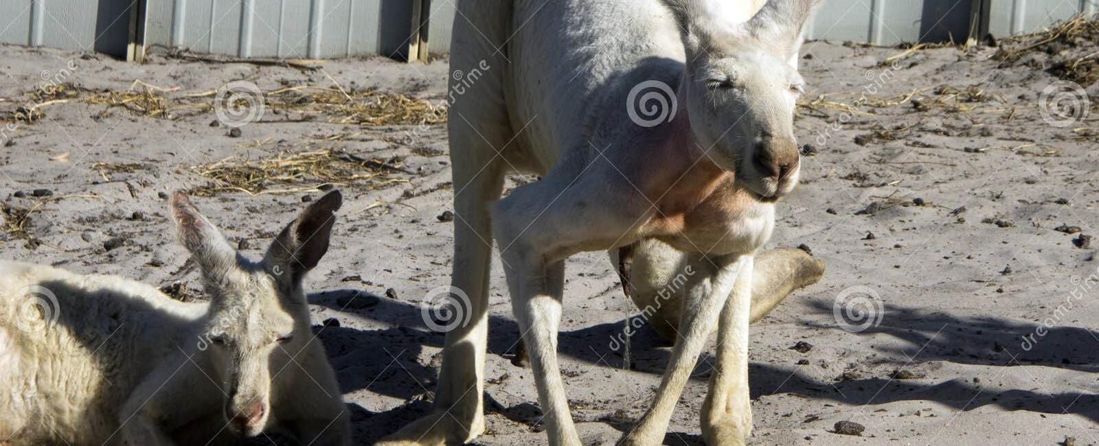 Male kangaroos smell the urine of females to see if she is ready to mate