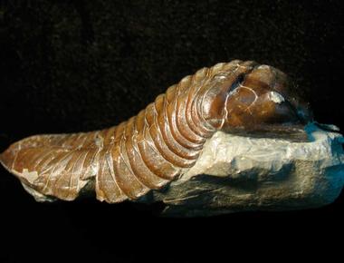 Researchers discovered the world s oldest known land animal which lived 425 million years ago in the silurian period a 2 5 cm millipede fossil belonging to the kampecaris genus on the island of kerrera