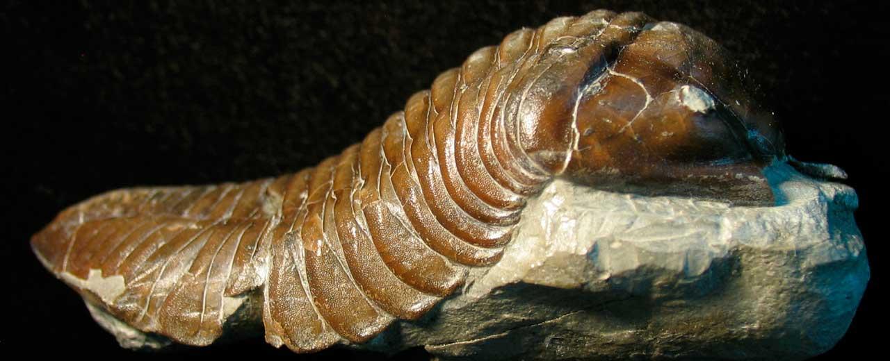 Researchers discovered the world s oldest known land animal which lived 425 million years ago in the silurian period a 2 5 cm millipede fossil belonging to the kampecaris genus on the island of kerrera