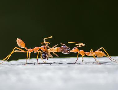 Three days after they die ants give off an odor which other ants pick up on they come pick up the ant and carry it to an ant graveyard