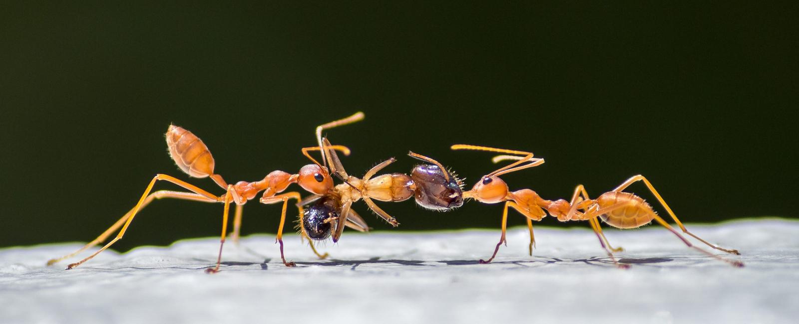 Three days after they die ants give off an odor which other ants pick up on they come pick up the ant and carry it to an ant graveyard